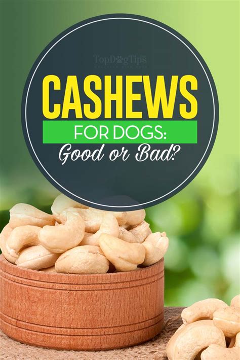 Can Dog Eat Cashew